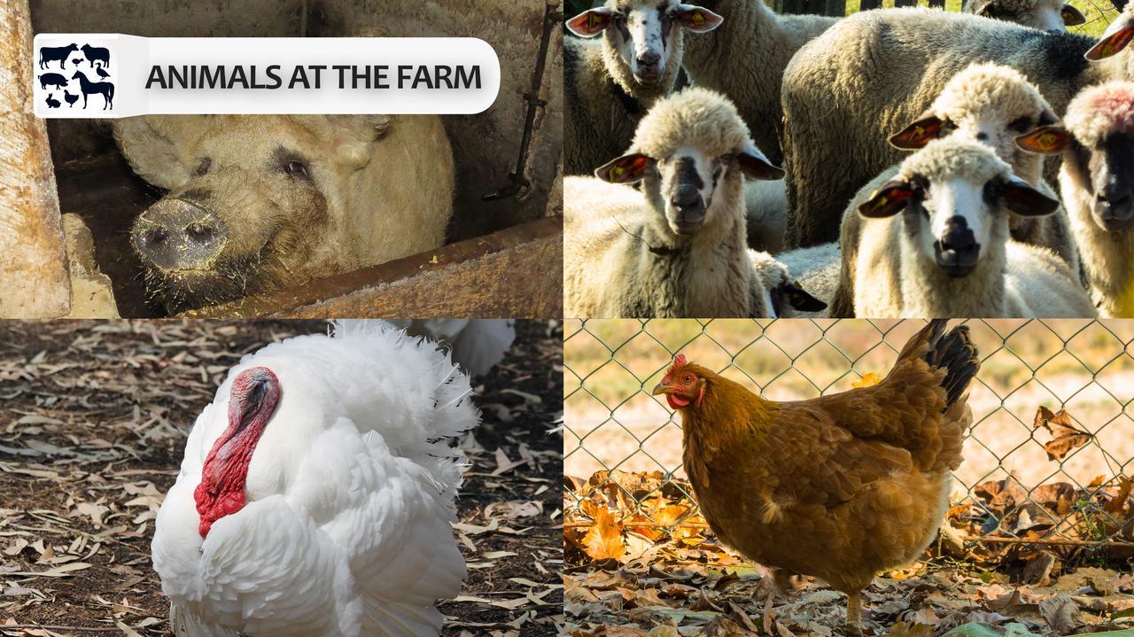 منزل الضيف ديسبوتوفاتس  في Eco Farm Milanovic المظهر الخارجي الصورة